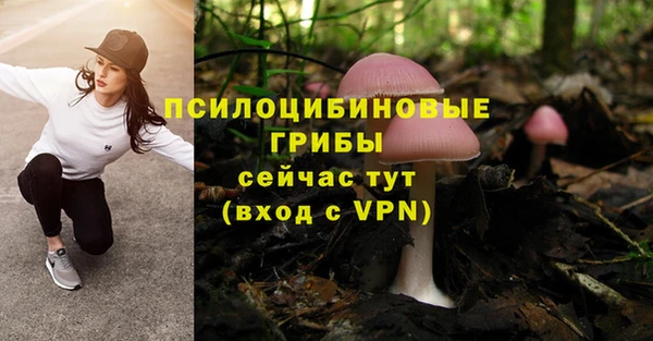 прущие грибы Абаза